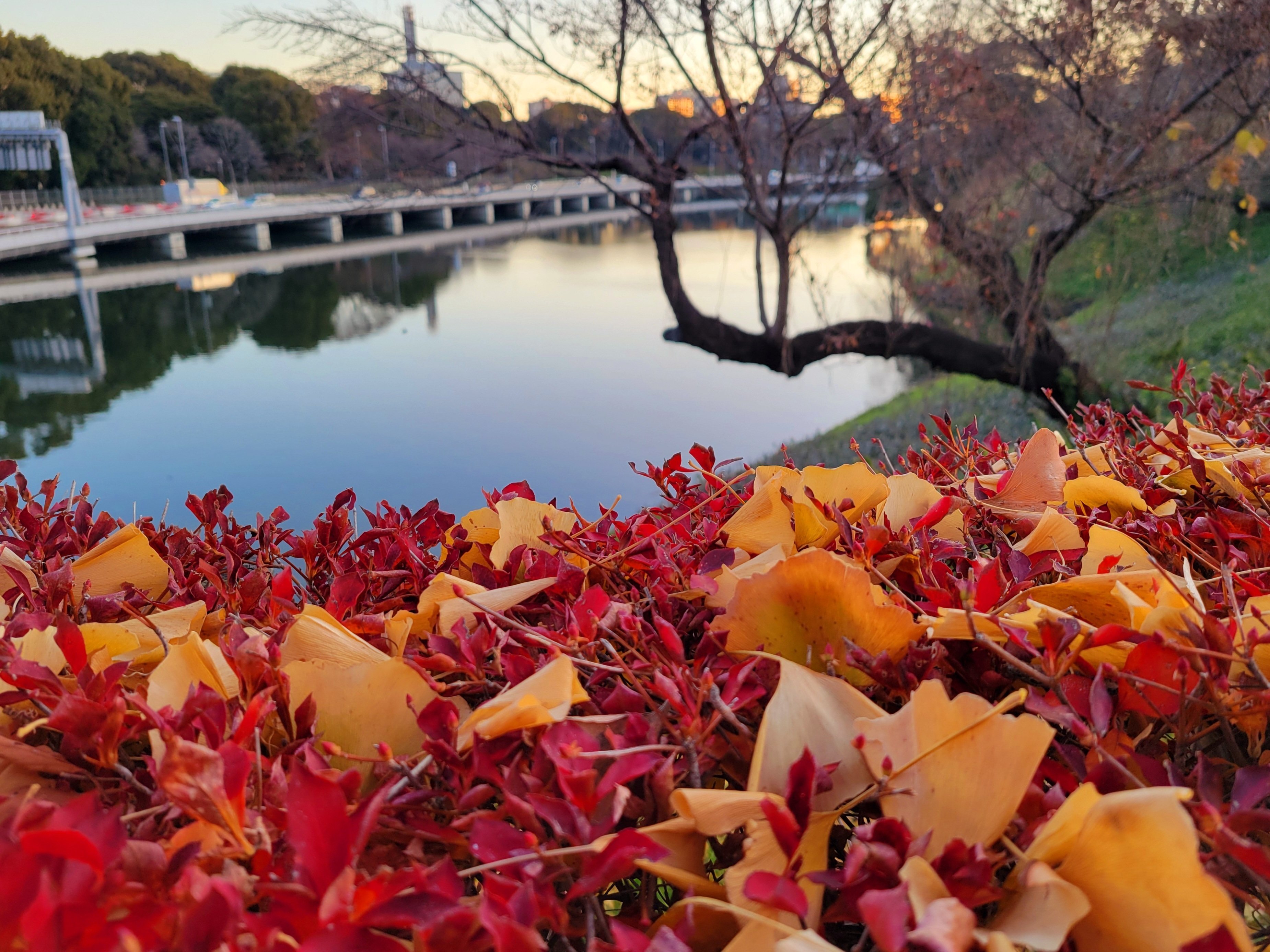 スマホ写真】2025年1月 東京九段下お散歩風景、おまけ浅草 スマホ写真】2025年1月 東京九段下お散歩風景、おまけ浅草