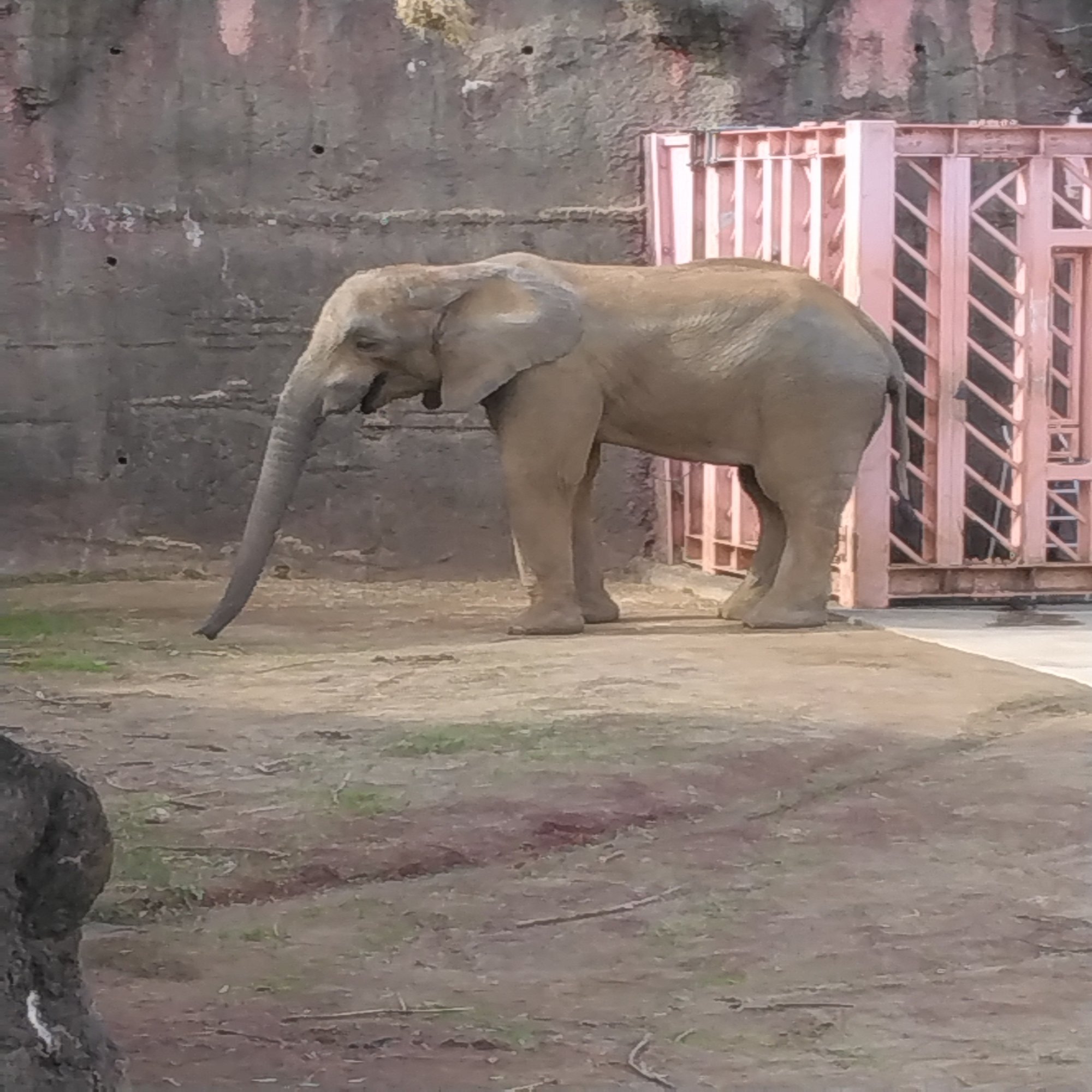 多摩動物公園の動物たち「アフリカゾウ」と「アジアゾウ」｜飯能高等学校 探究部, image size:1500x2000