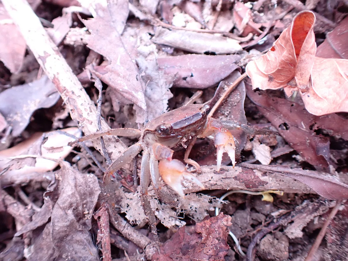アーバンクラブ🦀｜附和雷同日記
