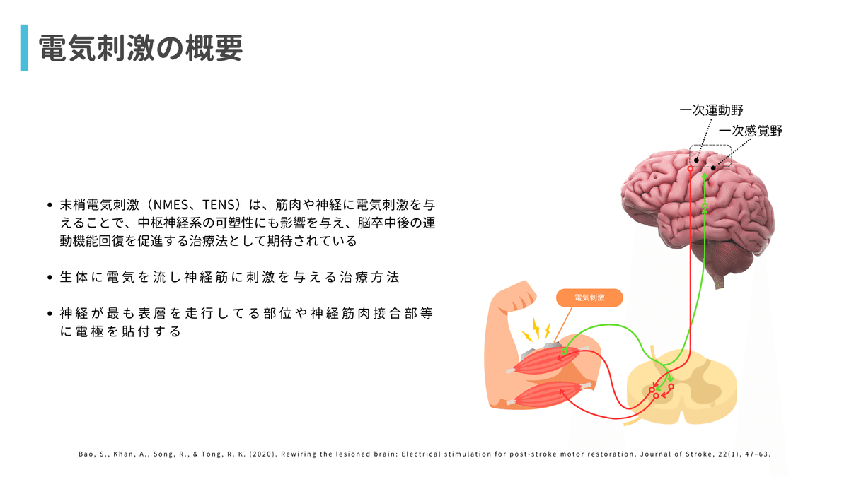電気刺激療法（主にNMES）の生理学的メカニズムを改めて勉強