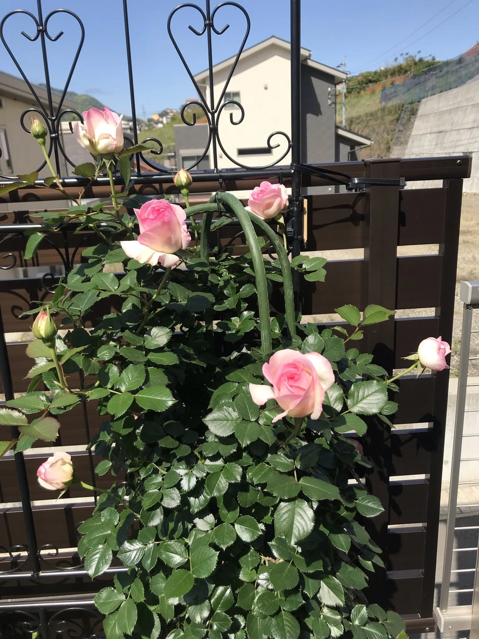わたしを薔薇に沼らせた薔薇｜オリーブ～素人が育てる薔薇日記～