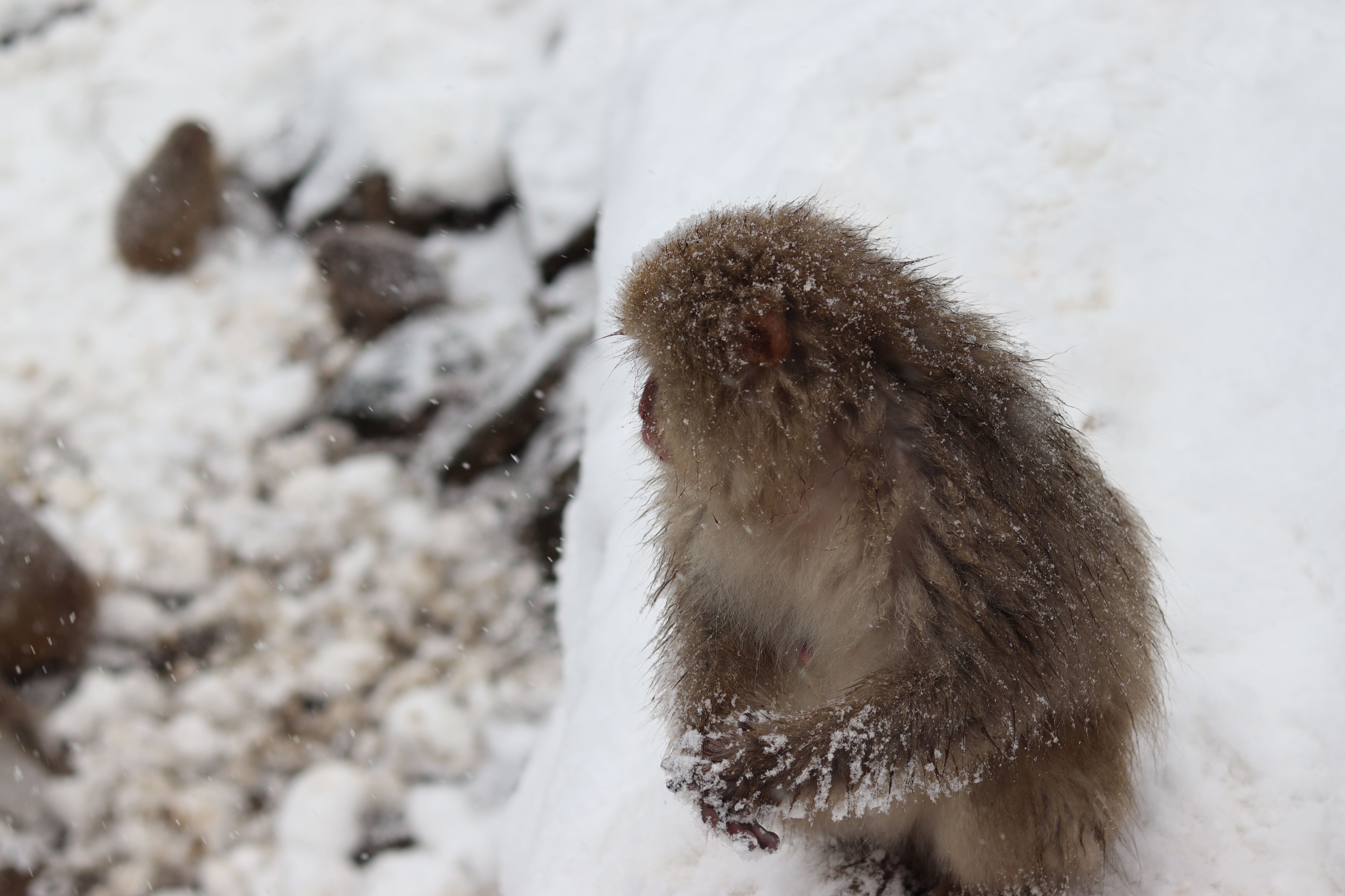 色の無い世界、赤ら顔の猿、簡易アイゼン ー【旅の栞】冬の地獄谷野猿