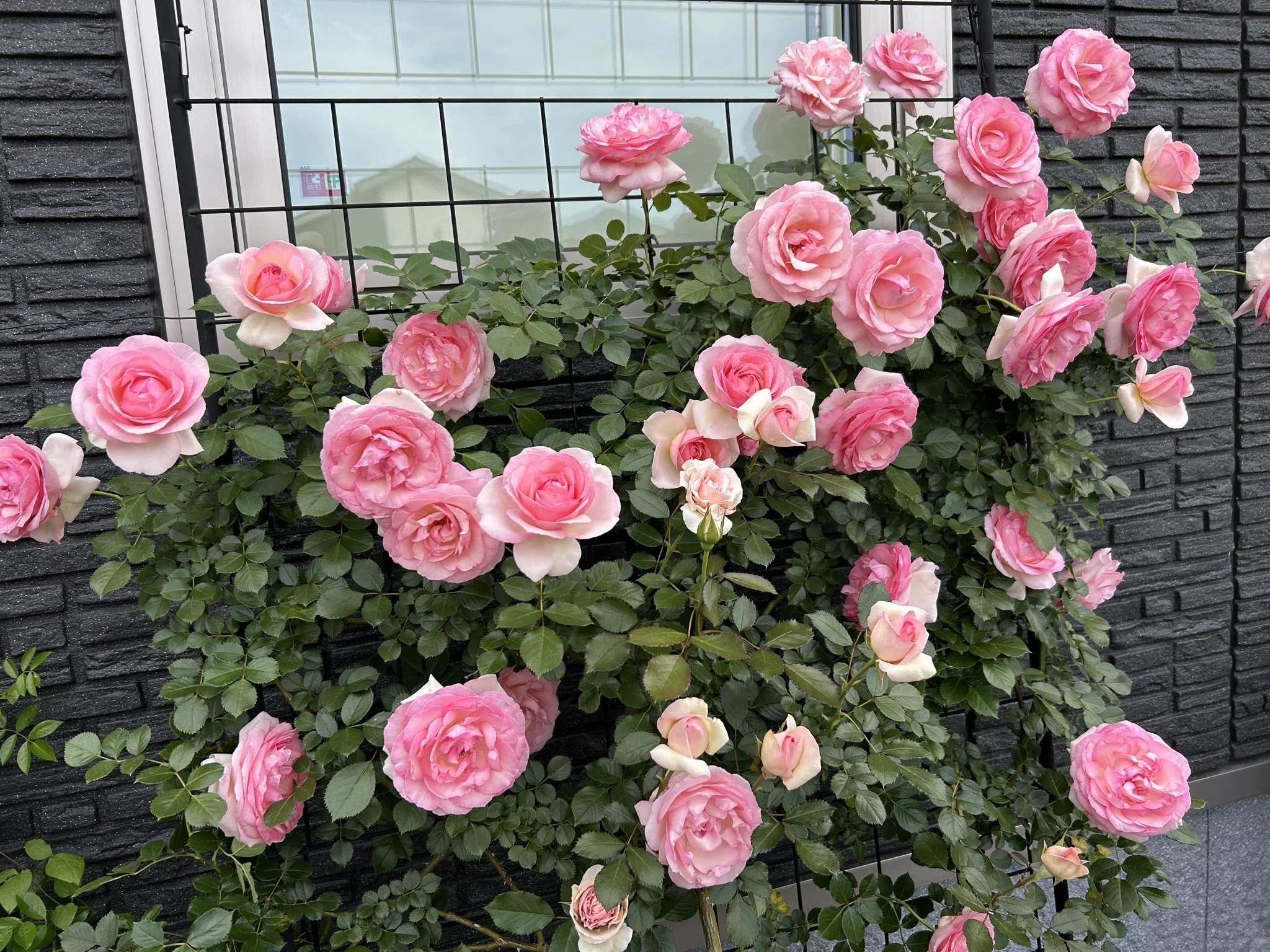 わたしを薔薇に沼らせた薔薇｜オリーブ～素人が育てる薔薇日記～