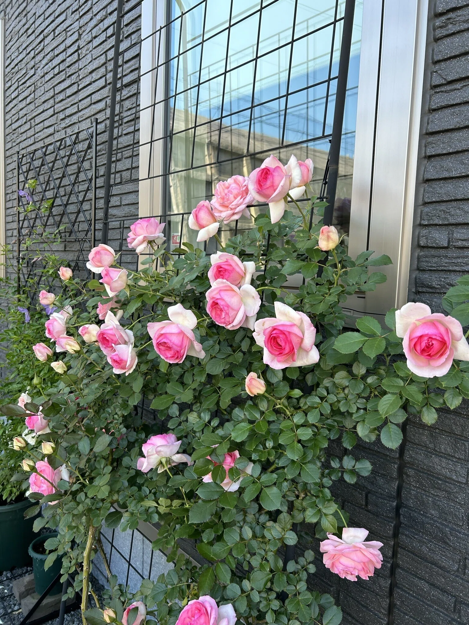わたしを薔薇に沼らせた薔薇｜オリーブ～素人が育てる薔薇日記～