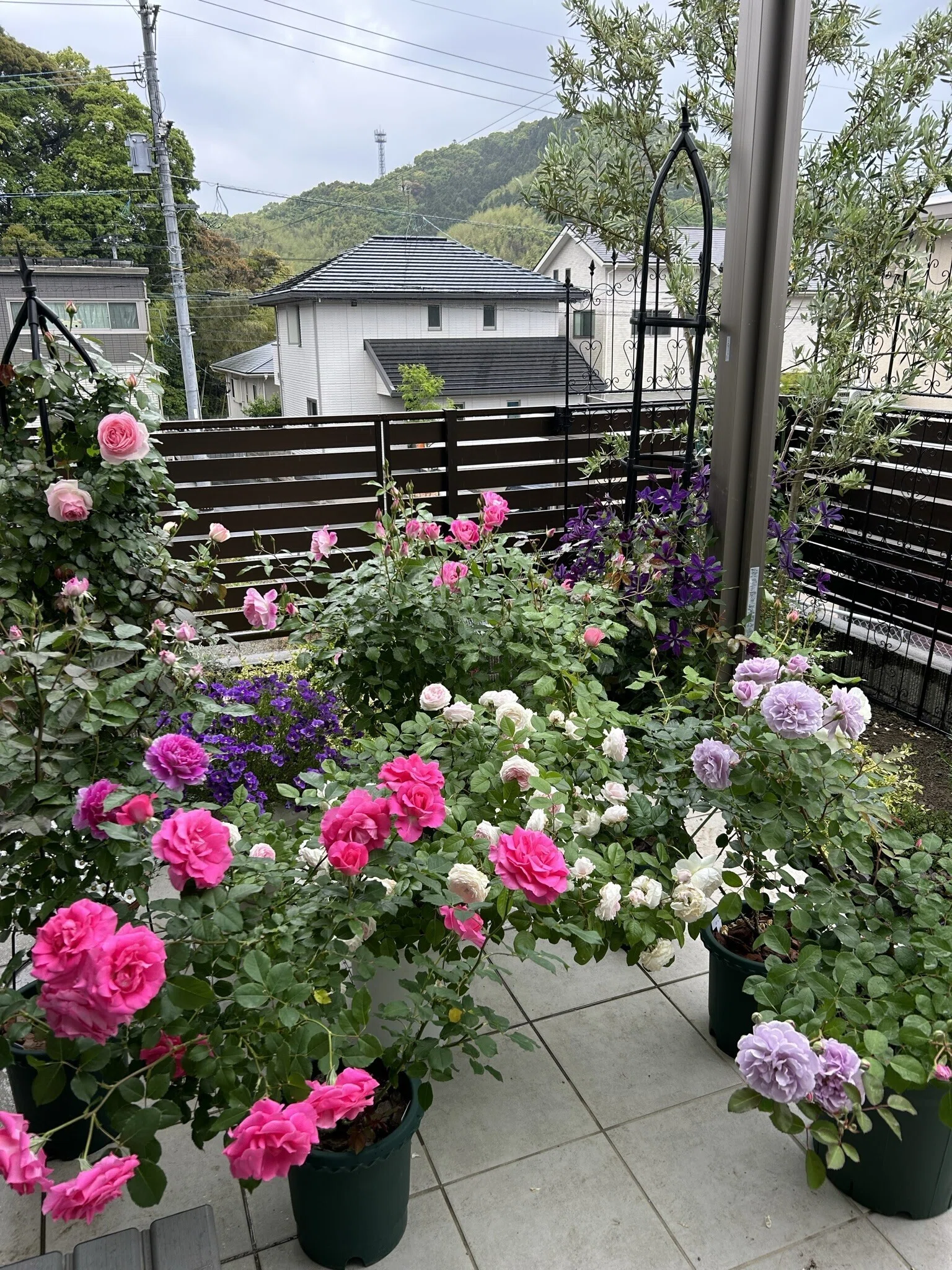 わたしを薔薇に沼らせた薔薇｜オリーブ～素人が育てる薔薇日記～