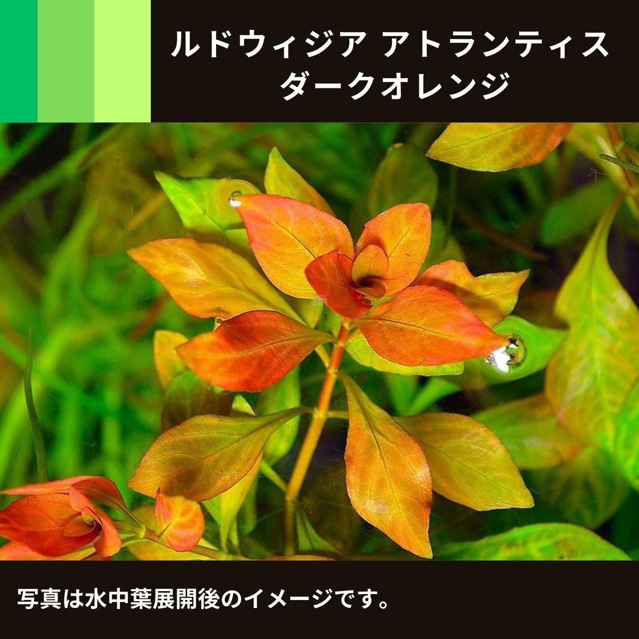 ルドウィジア アトランティス ダークオレンジ｜アクアモノグラフ情報