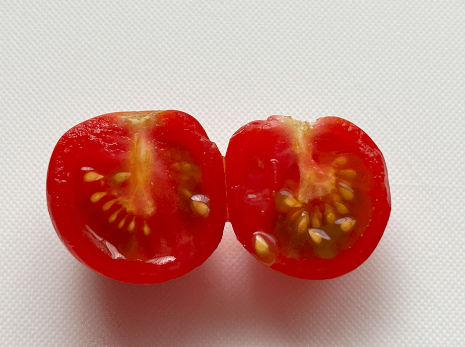 スーパーで購入したミニトマトの種を植えて育ててみた【家庭菜園16