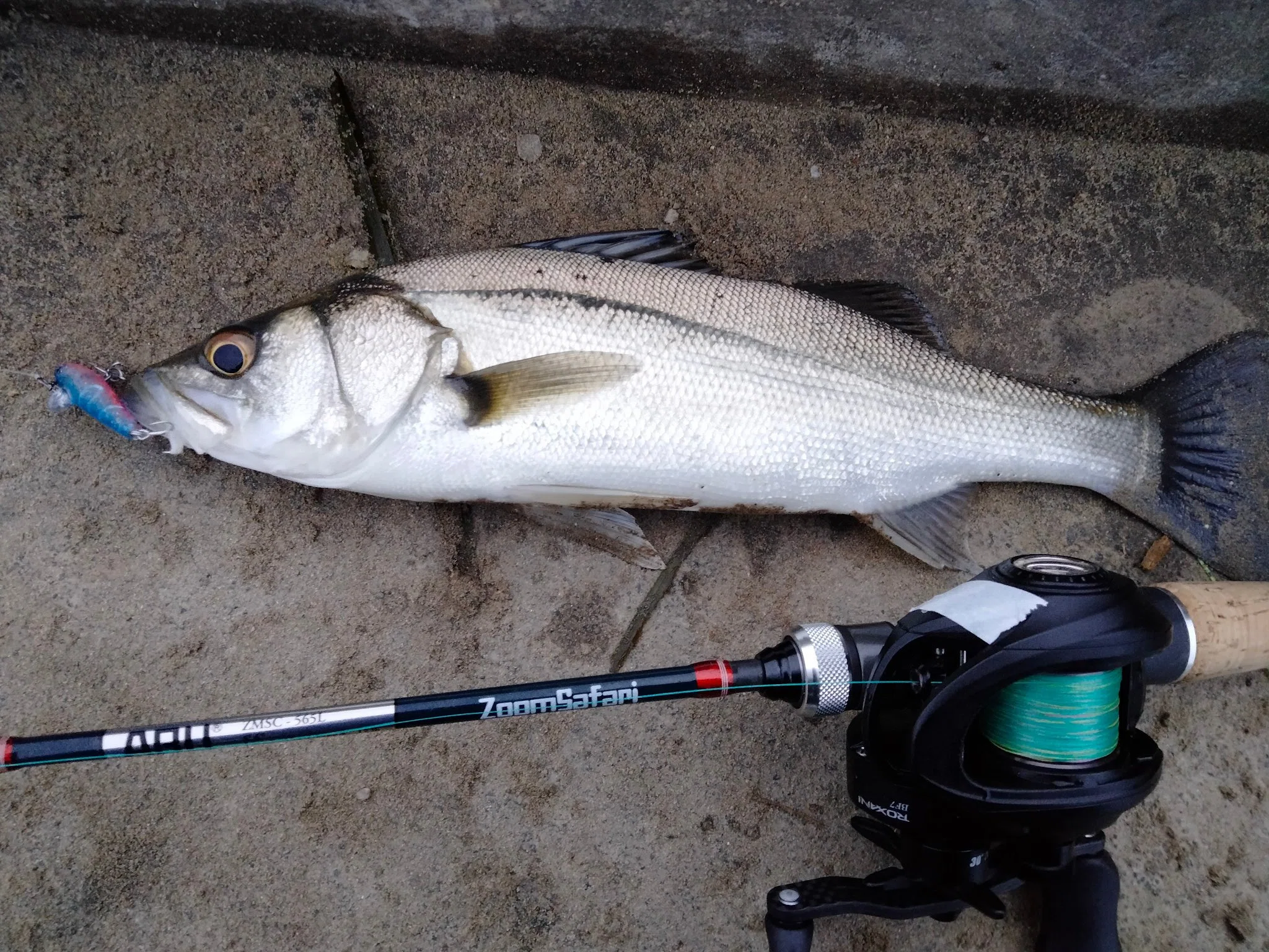 昨年末の釣り まとめ｜拶双魚(さっぱ)