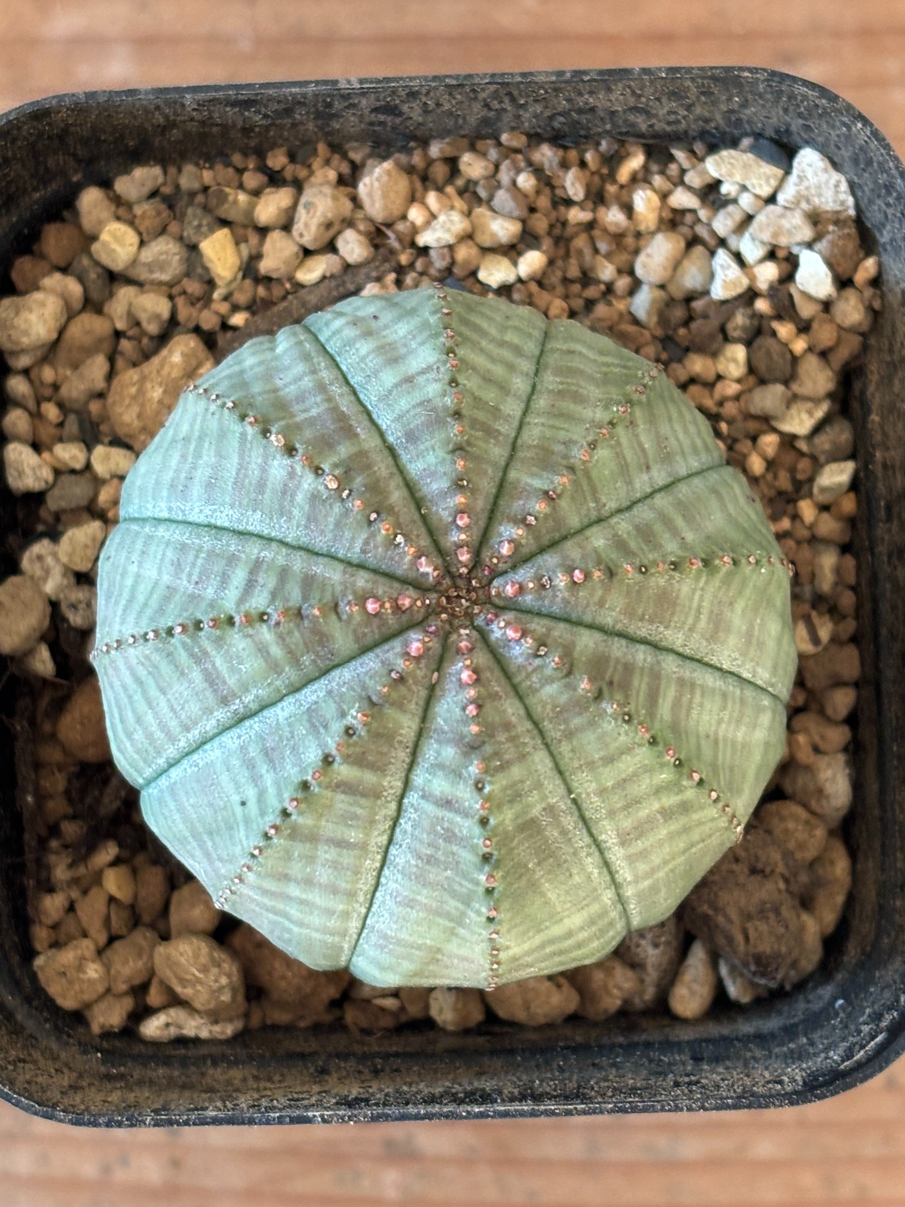 記録]オベサ21の成長記録（白い斜めさん＞友人宅へ）｜園芸バタフライ