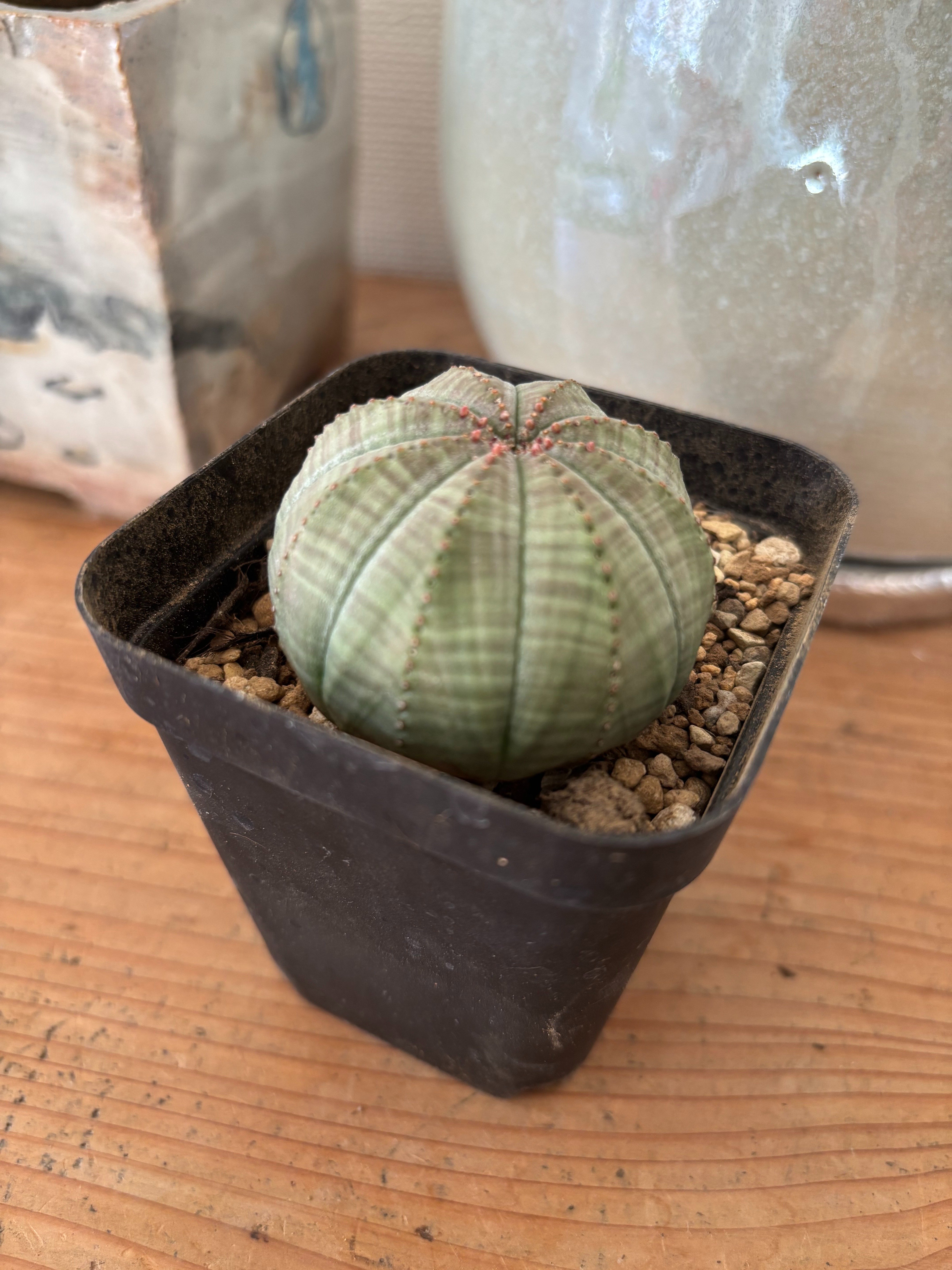 記録]オベサ21の成長記録（白い斜めさん＞友人宅へ）｜園芸バタフライ