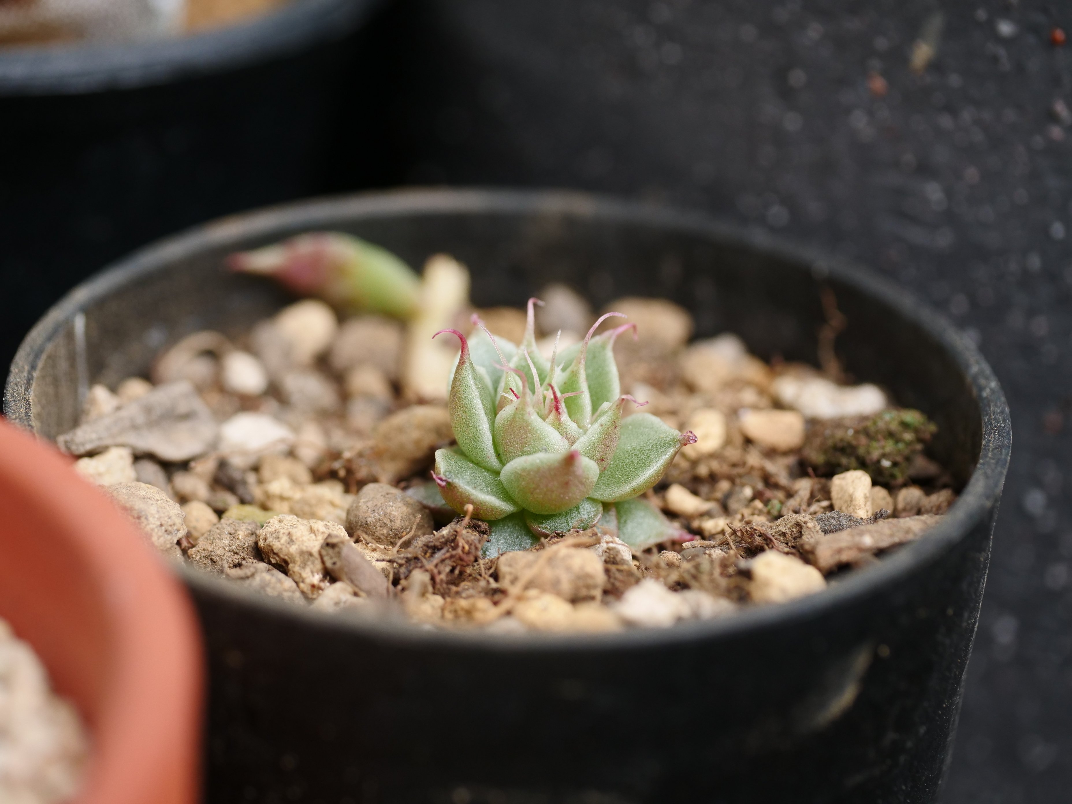 多肉植物 葉のみ エンジェルスフィンガー 50個 #47【むちむちプリプリ