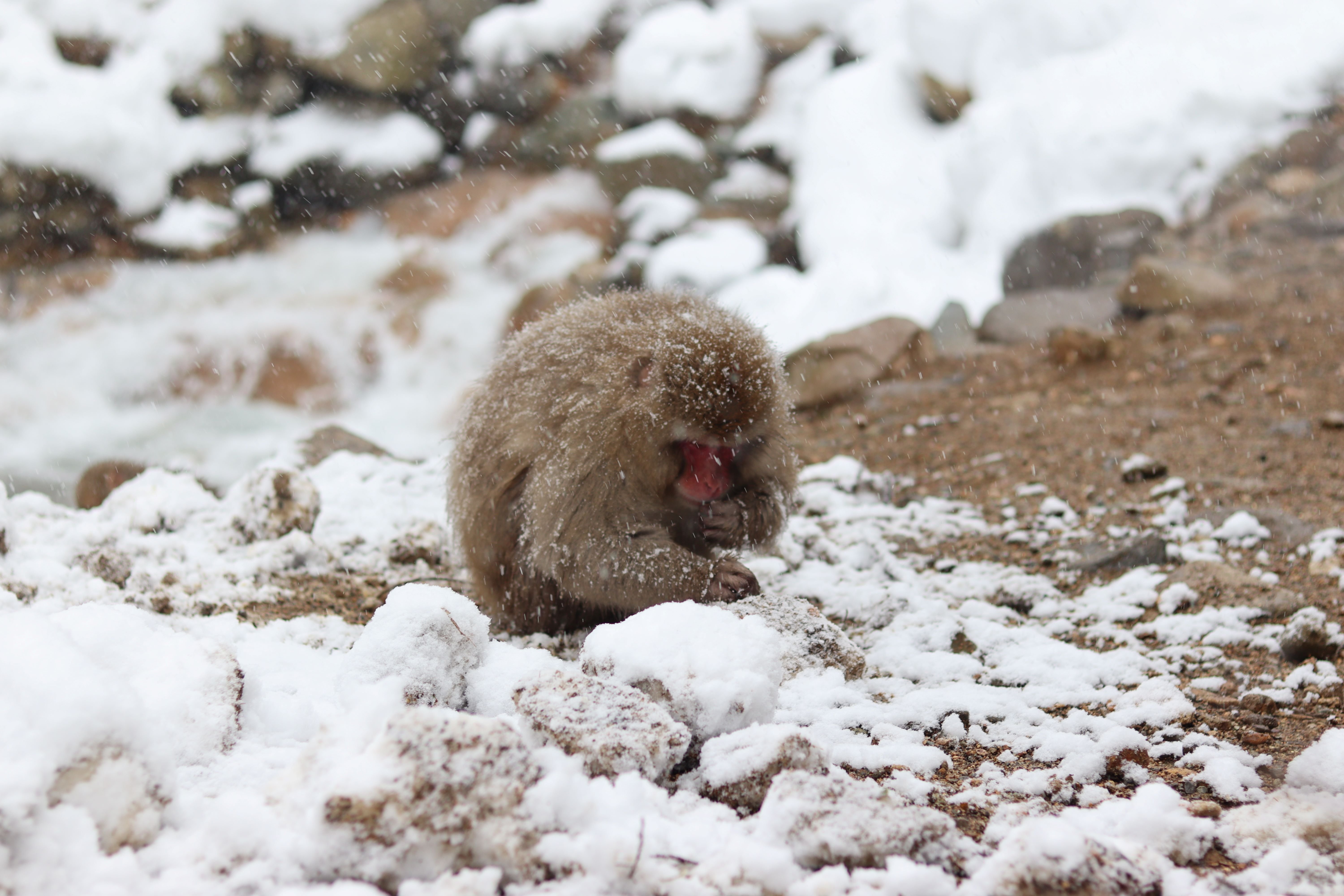 色の無い世界、赤ら顔の猿、簡易アイゼン ー【旅の栞】冬の地獄谷野猿