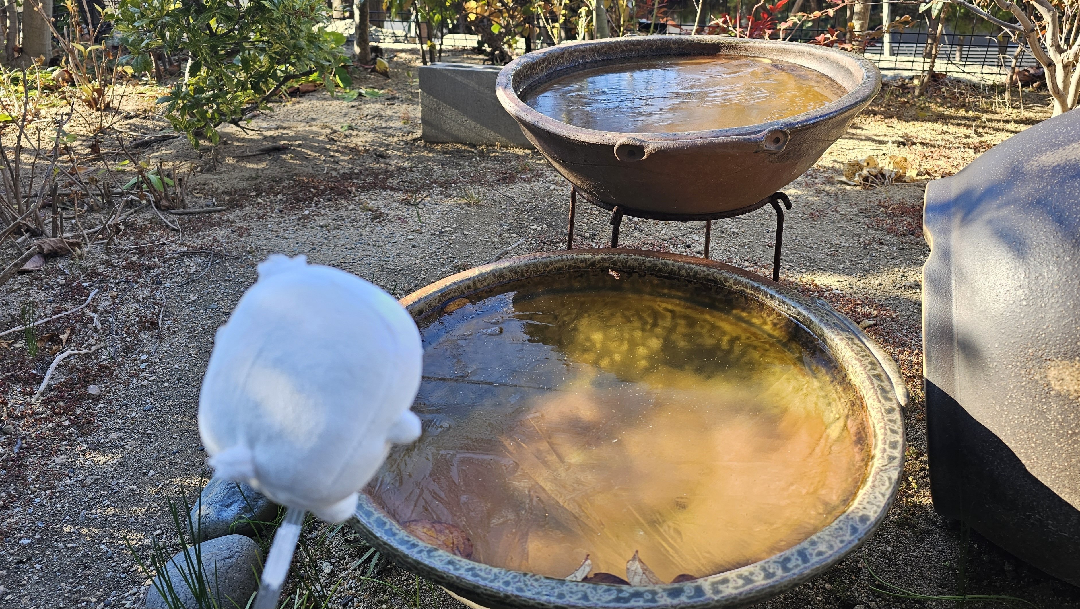 メジロの水浴び｜足立硝子（株）