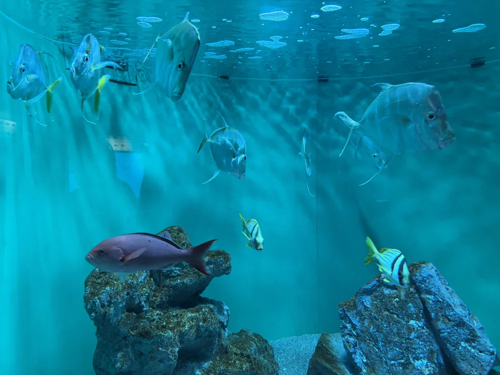 ぼっちたびろぐ in 葛西臨海水族園｜星空照美??