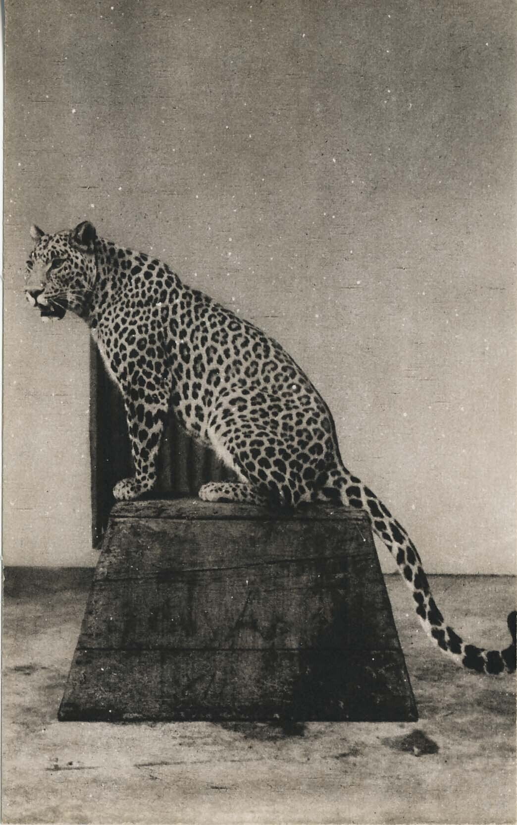 第３章 動物たちの死を見つめる｜三上右近, image size:1044x1664