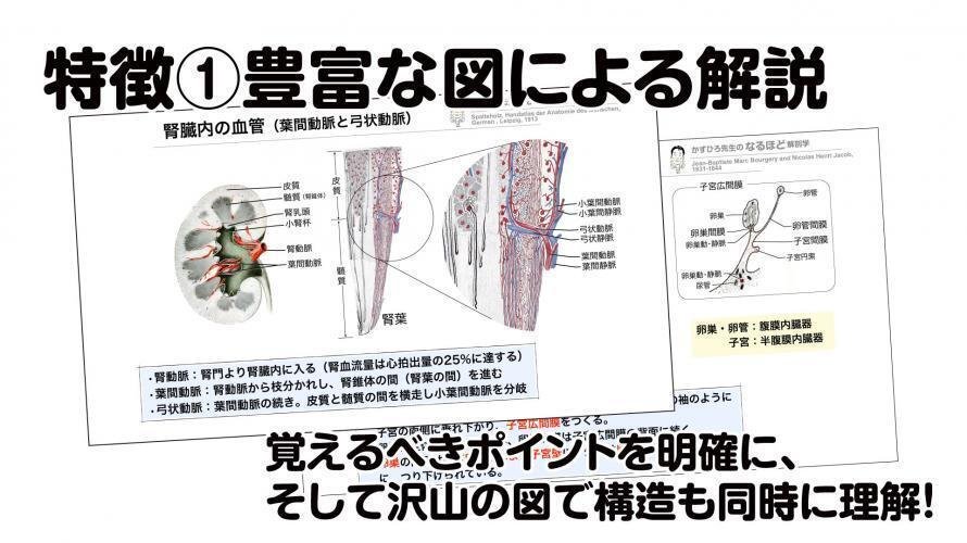 解剖学1ヶ月集中講座 全8回（泌尿器、生殖器、内分泌 ＆ 中枢