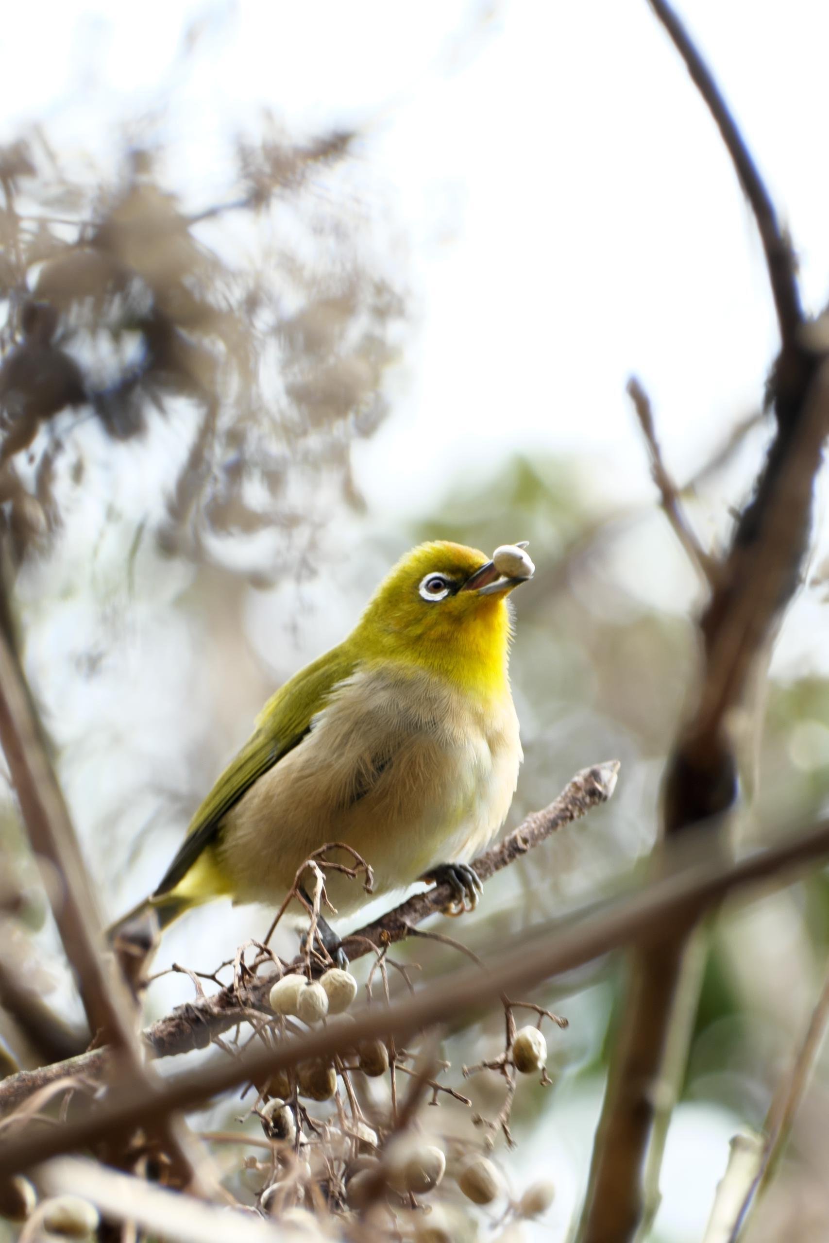 花と鳥 3b6dda3354ef5da66a993cdc7668a3