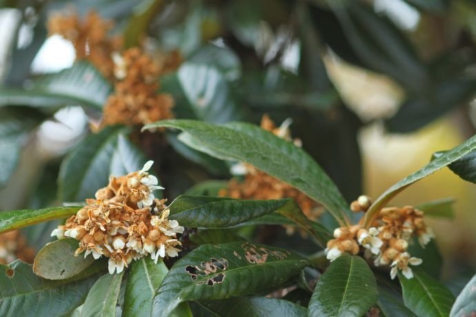 山茶花 羽衣山茶花– Landz.us