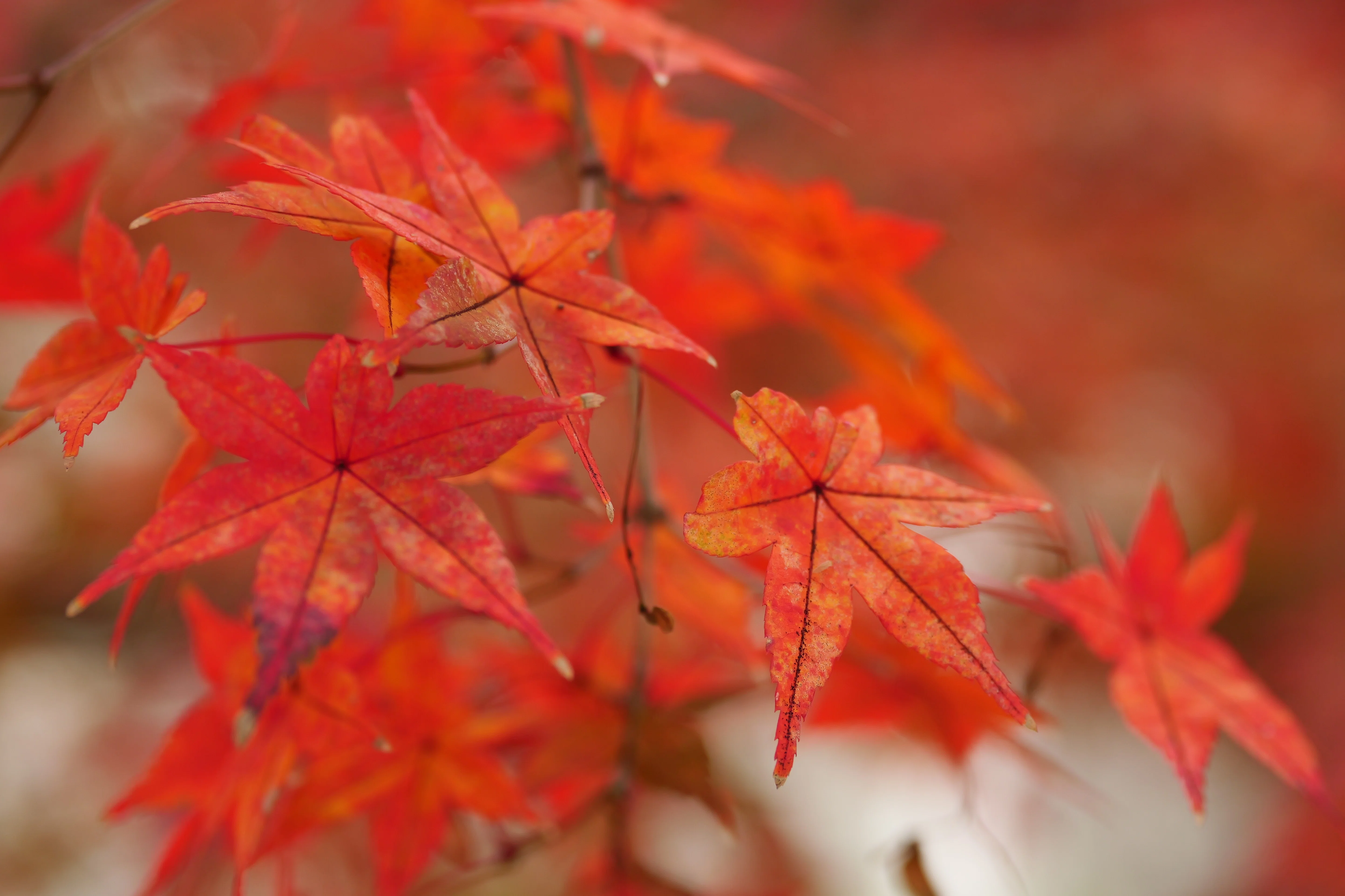 LEICA DG VARIO-SUMMILUX 25-50mm / F1.7 ASPH. [My Favorites #08