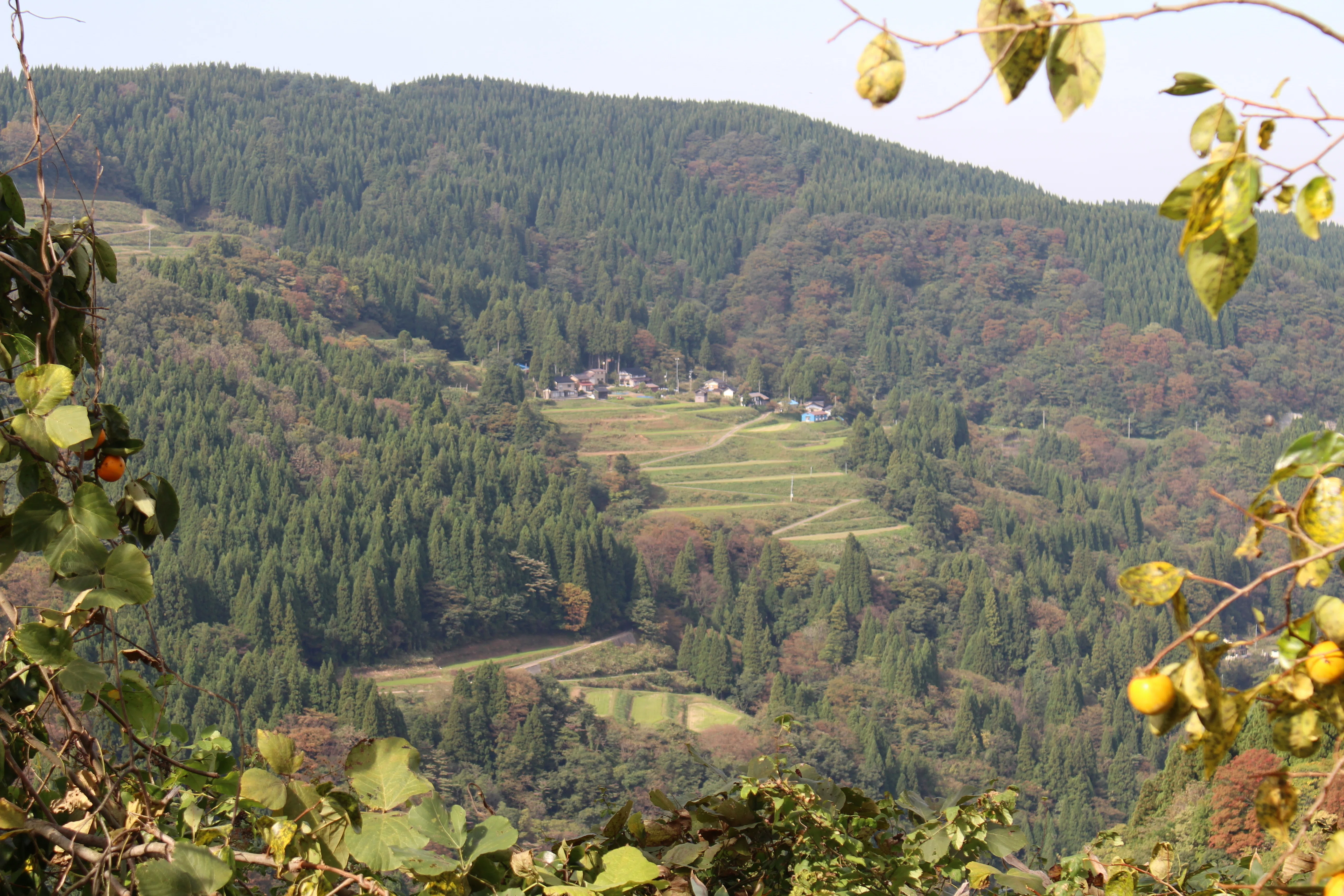 逆転の発想】悩みの種だった柿の木が、地域活性化のきっかけに。｜富山