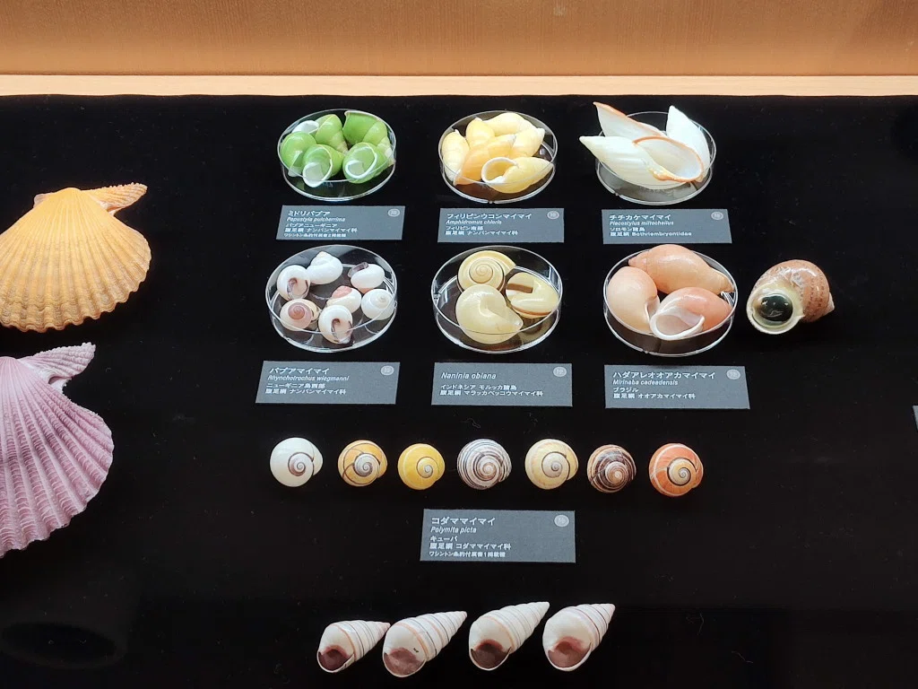 感想】貝類展 @国立科学博物館｜せんたくバサミ
