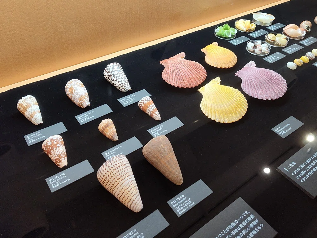 感想】貝類展 @国立科学博物館｜せんたくバサミ