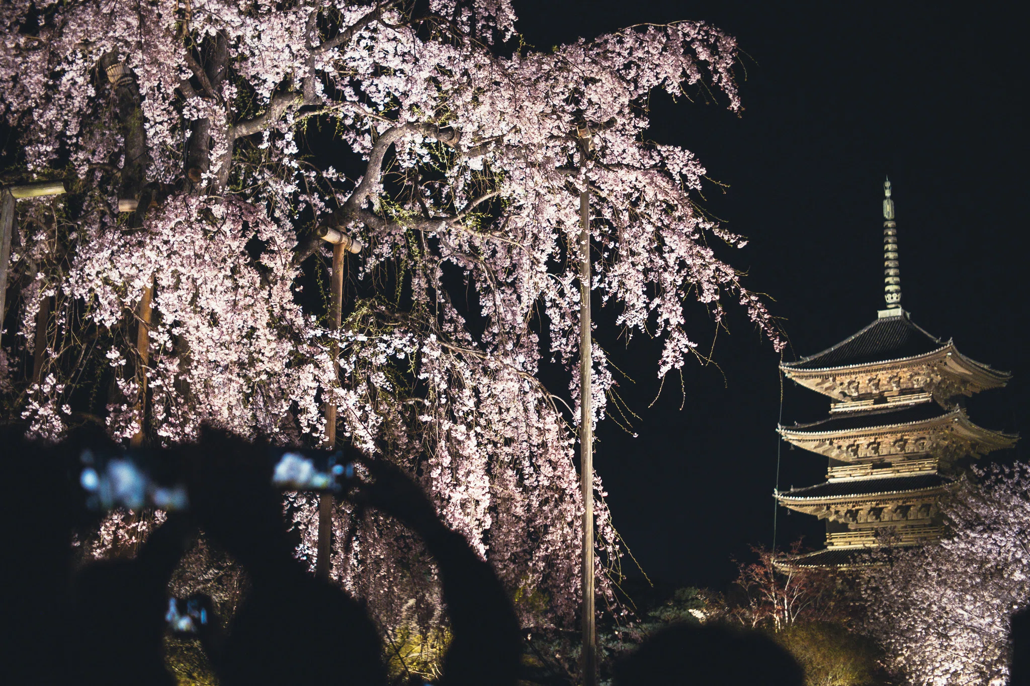 春の東寺の花見客