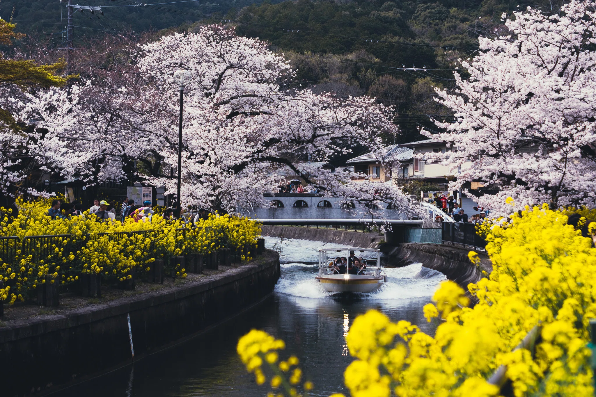 山科の菜の花