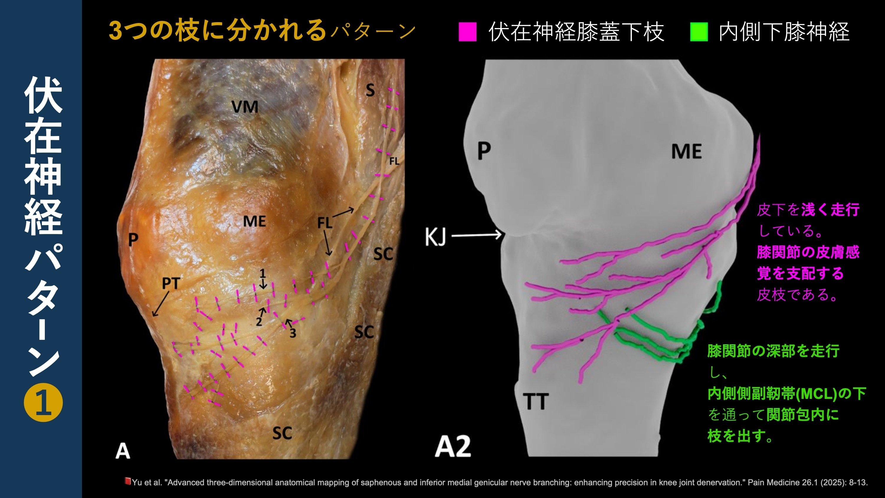 膝関節内側の神経解剖図｜Super Human | 理学療法士／保健学博士