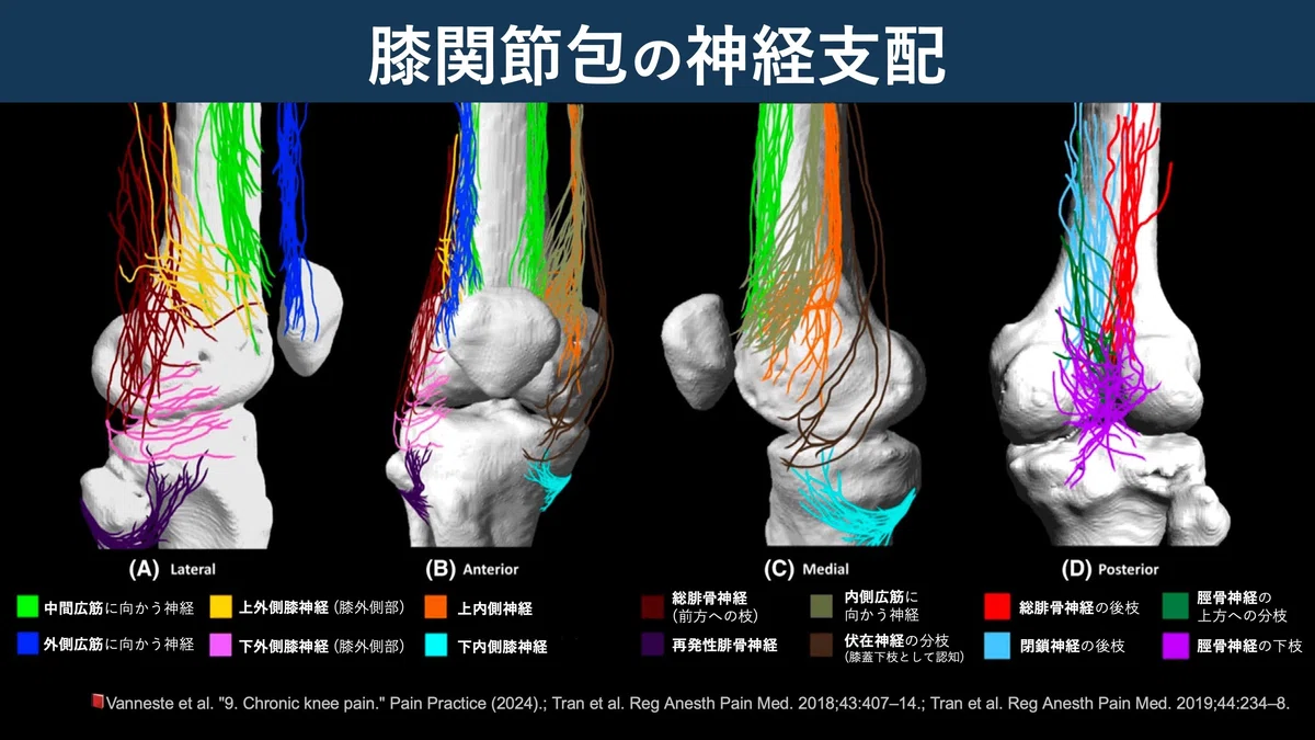 膝関節内側の神経解剖図｜Super Human | 理学療法士／保健学博士 Ph.D.