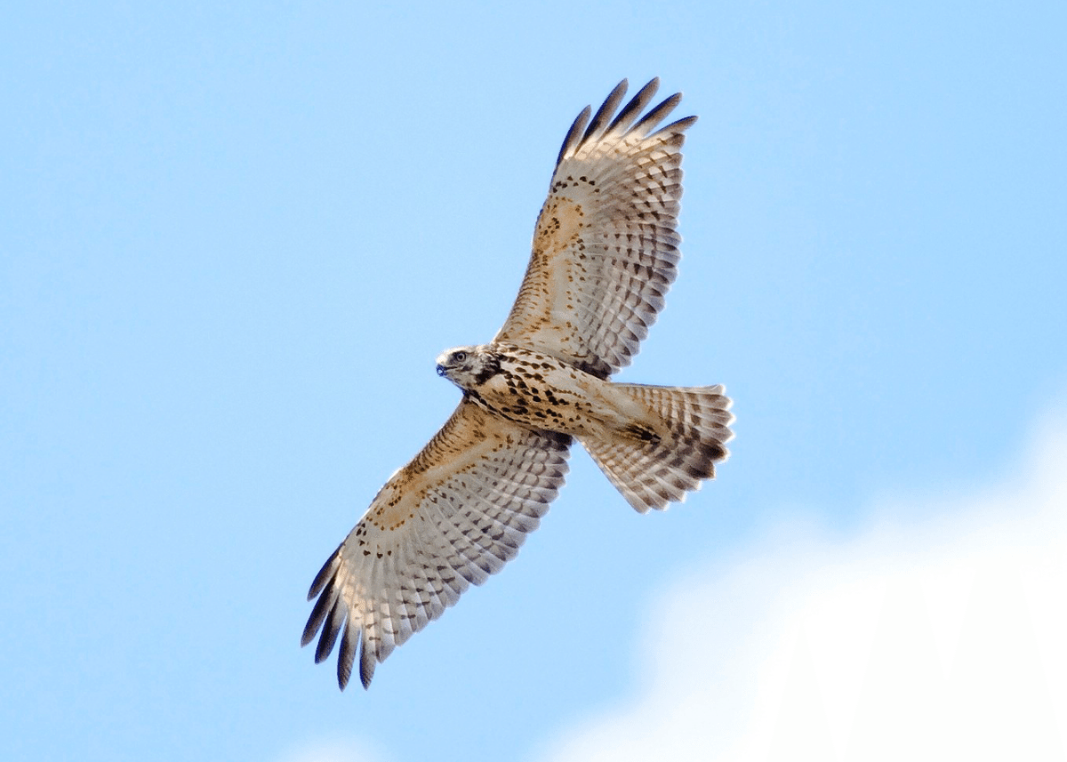 シカゴでバードウォッチング！】 Red-shouldered Hawk