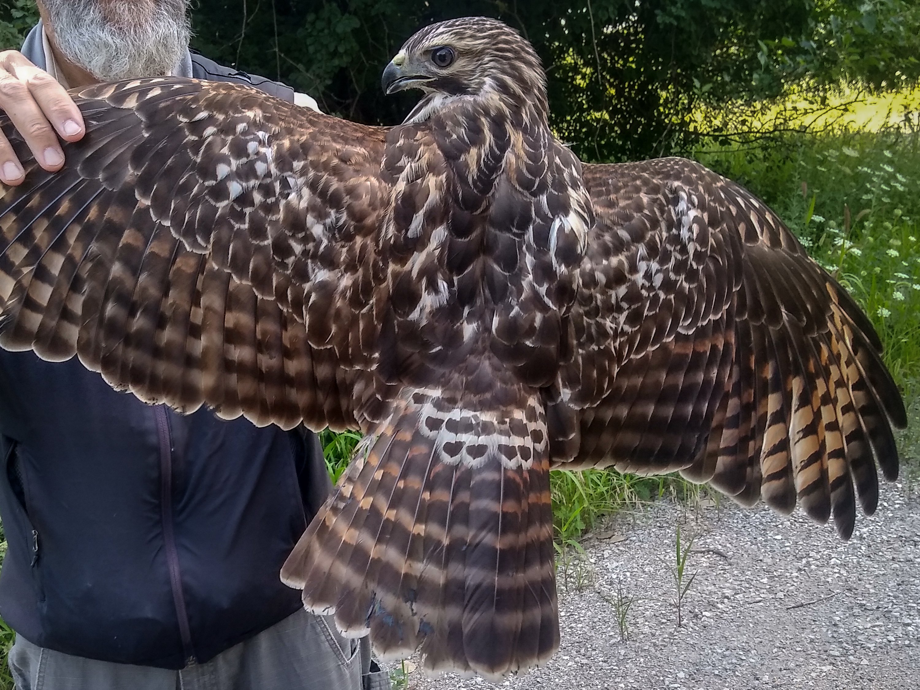シカゴでバードウォッチング!】 Red-shouldered Hawk シカゴでバードウォッチング!】 Red-shouldered Hawk