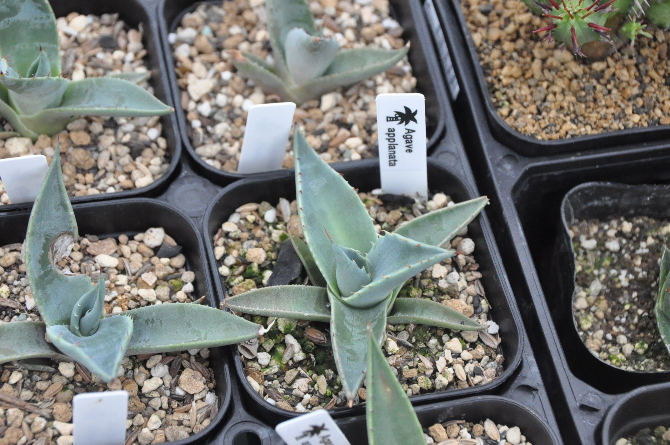 アガベ 詳細案内 3（アプラナータ）｜KKGREEN