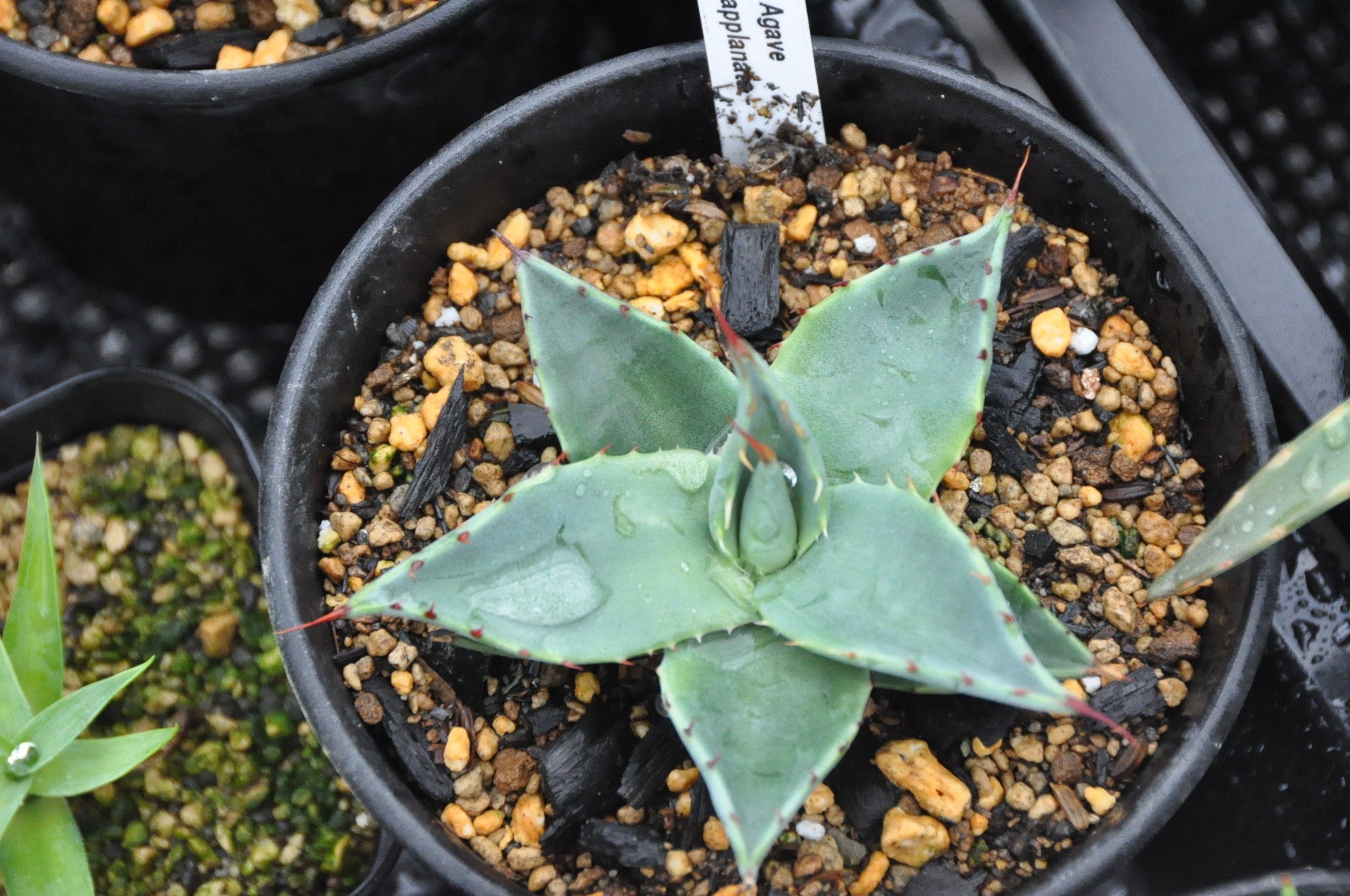 アガベ 詳細案内 3（アプラナータ）｜KKGREEN