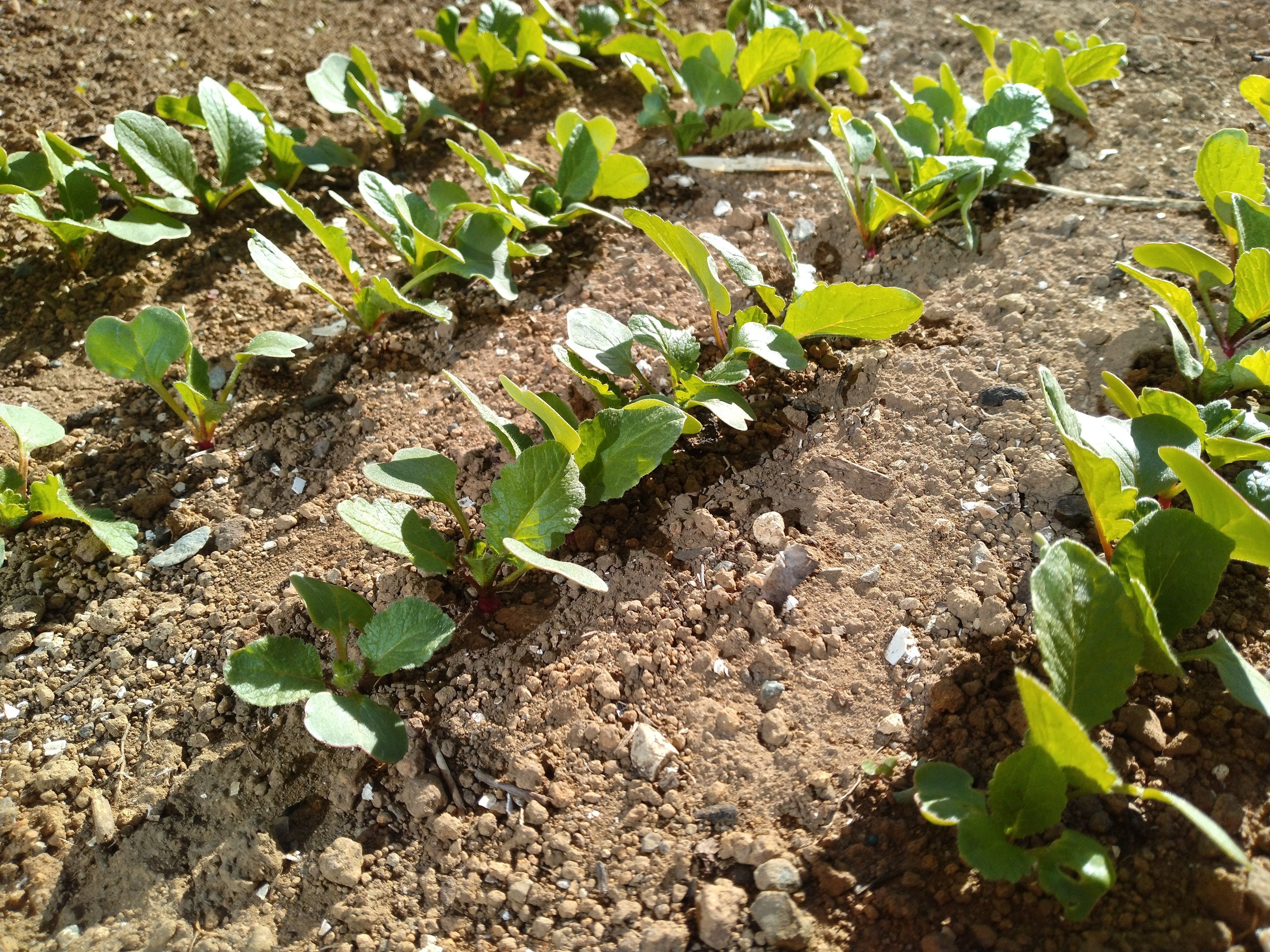 確認用、露地間引き大根菜 IMG20220628152031-scaled.jpg