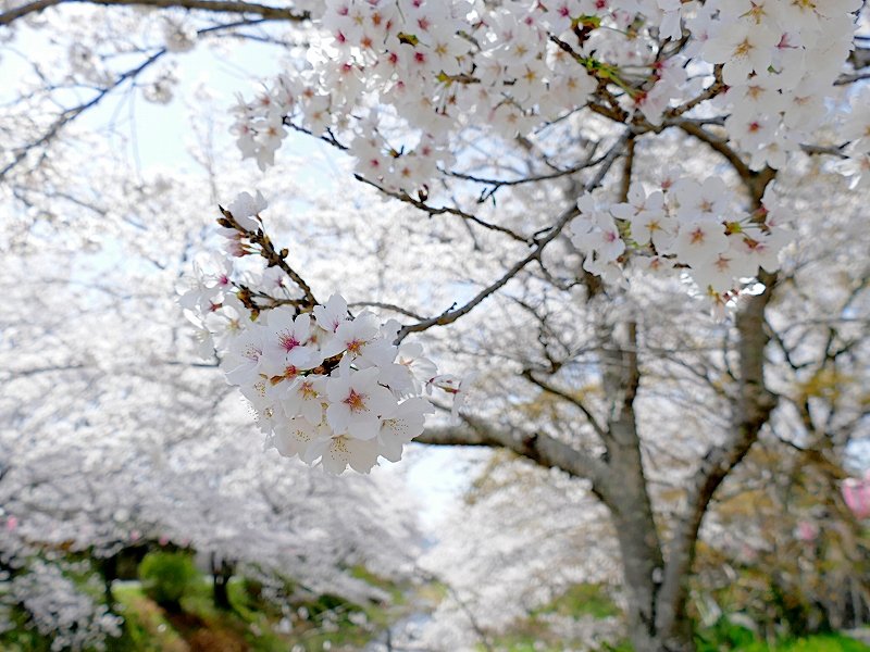 京都の河津桜で早春お花見2025！淀水路とほかにもスポットをまとめて