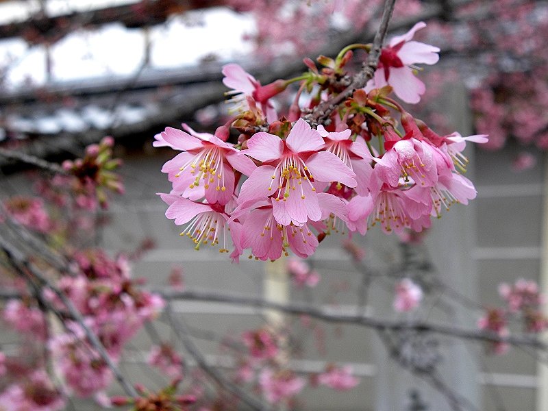 桜 サクラ(桜) 河津桜(カワヅザクラ)地掘大苗 - 果樹苗・大苗・苗木