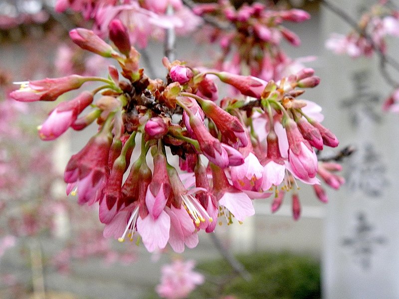 京都の河津桜で早春お花見2025！淀水路とほかにもスポットをまとめて