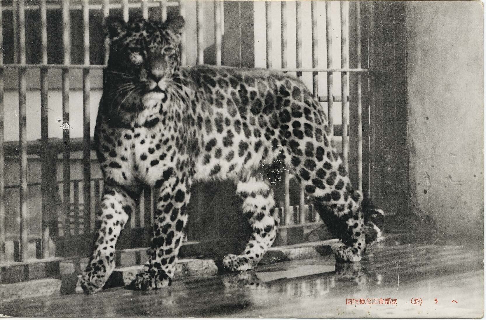 7．処分を逃れたヒョウの最期 （京都市紀念動物園・栗林公園動物園