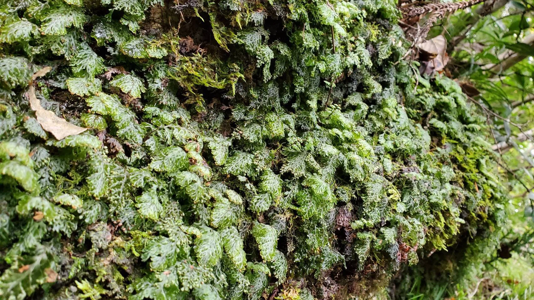 朽木苔 苔って名前なのに苔じゃない？｜moss paradise3055（モスパラ）