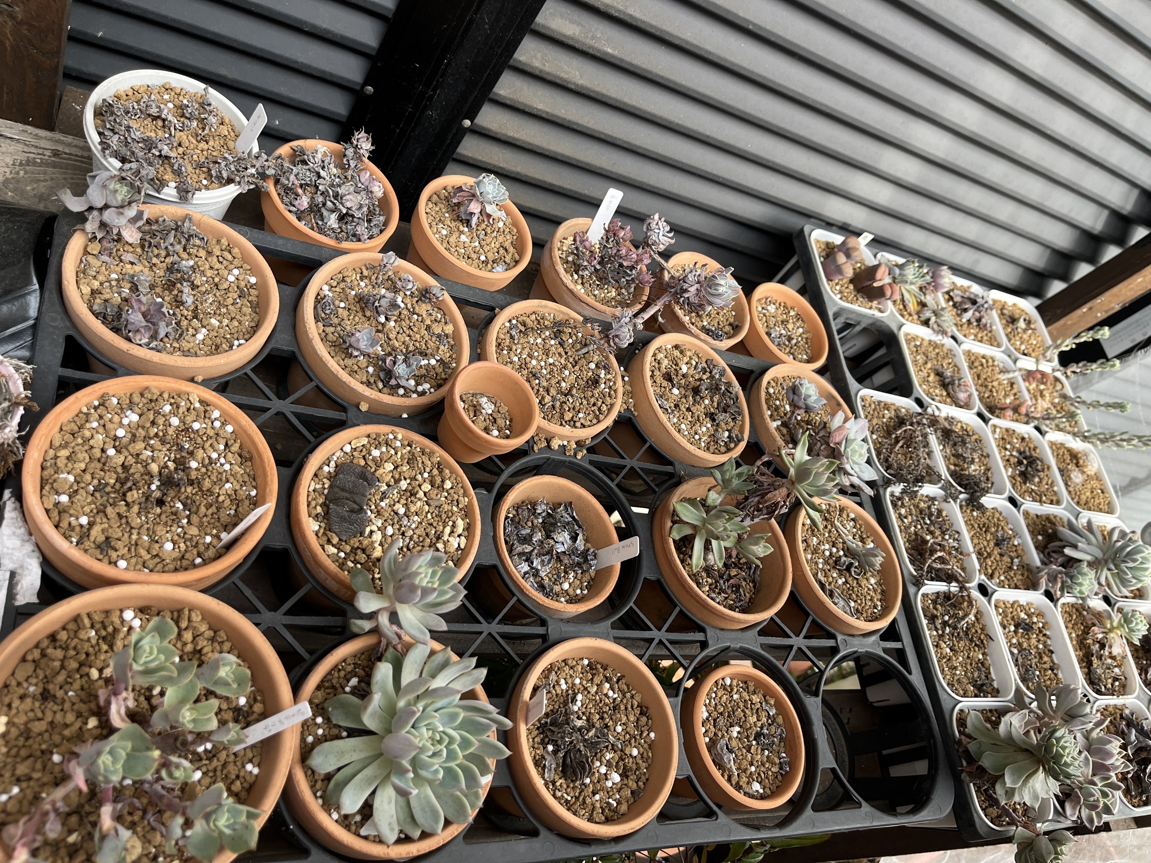 テラスの植物-多肉植物、ビカクシダ、ハオルチア-(2025.1.15)｜NAKADA