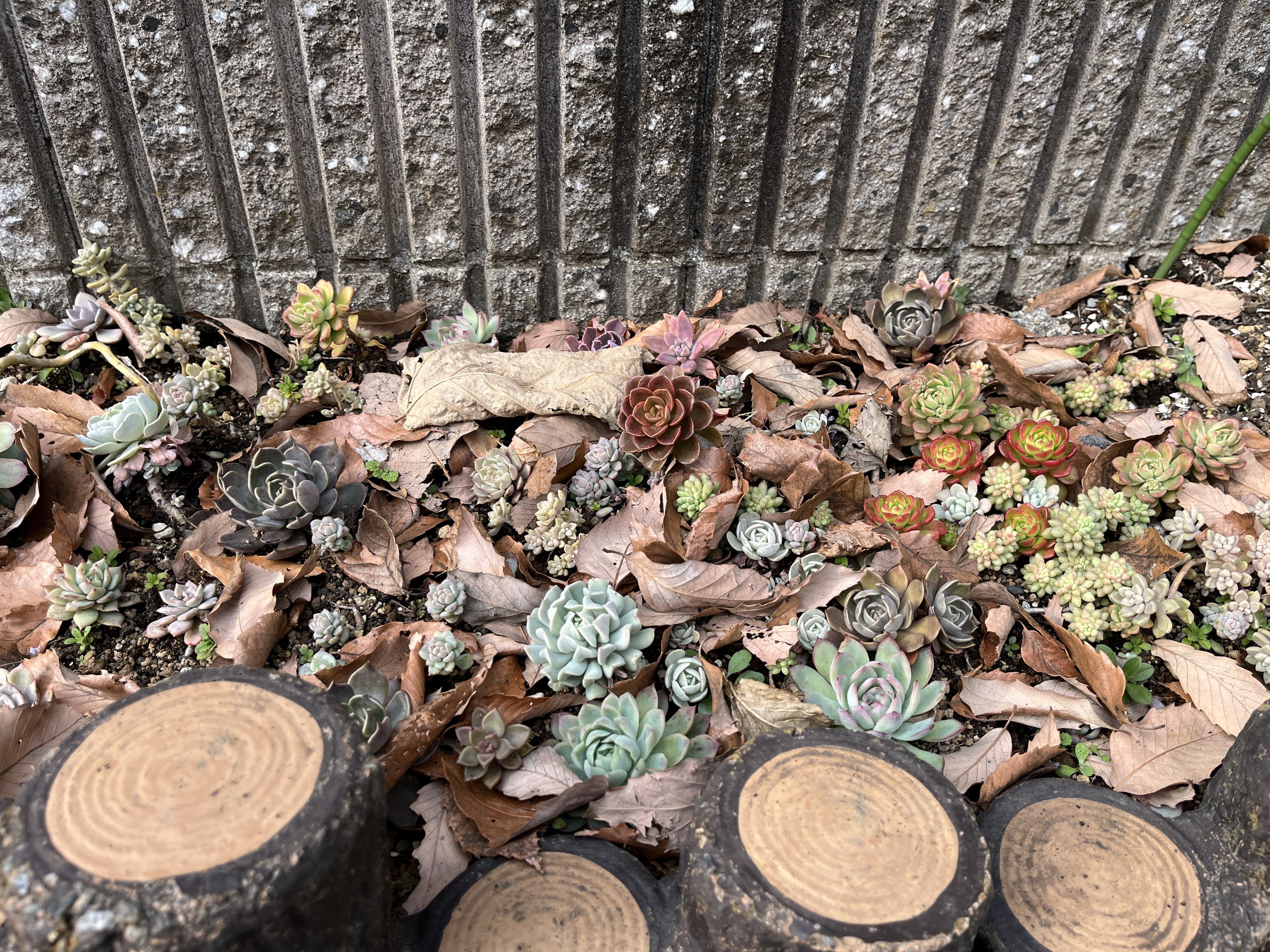 テラスの植物-多肉植物、ビカクシダ、ハオルチア-(2025.1.15)｜NAKADA