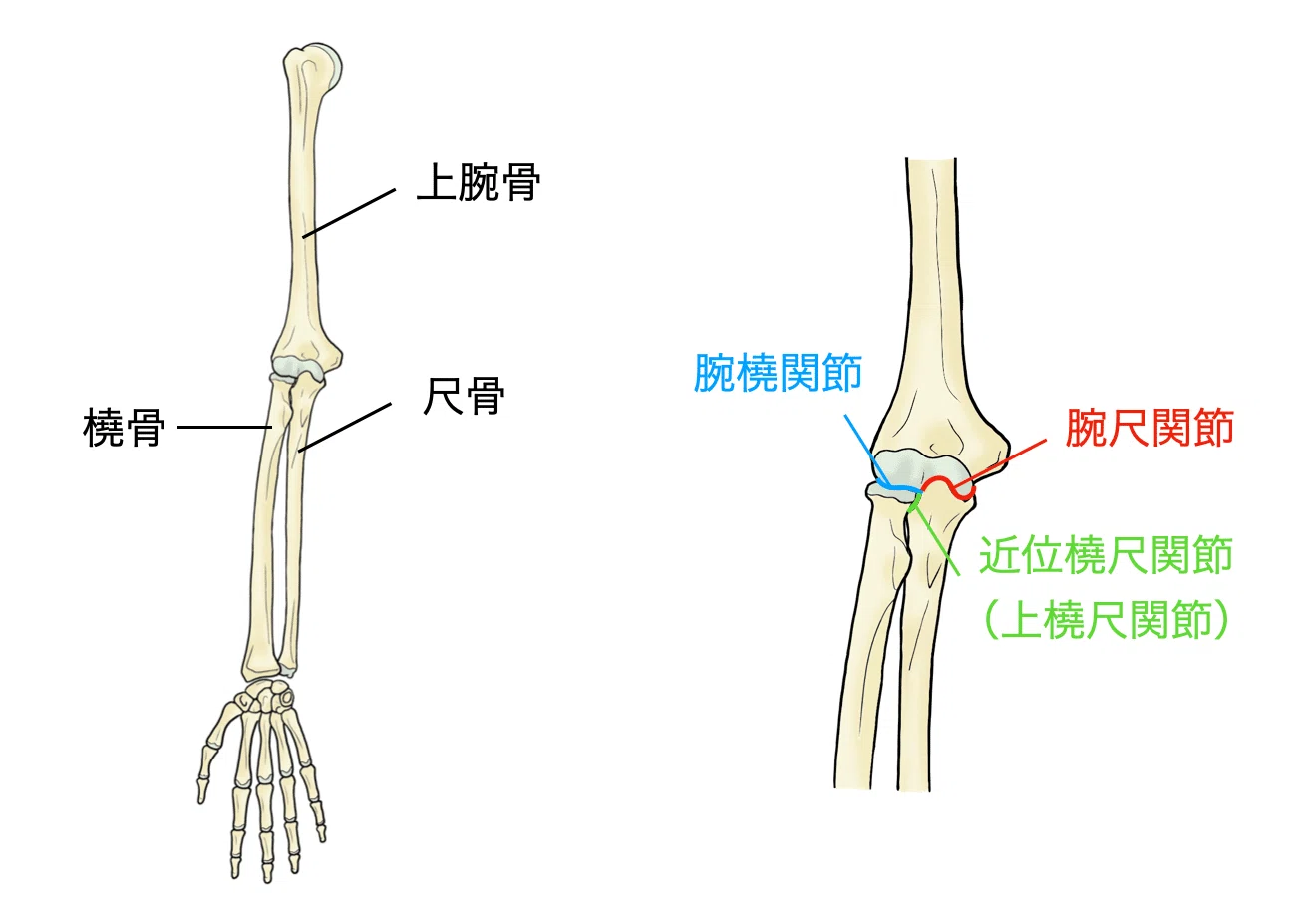 肘関節の機能解剖学と臨床評価｜理学療法士による臨床のためのnote