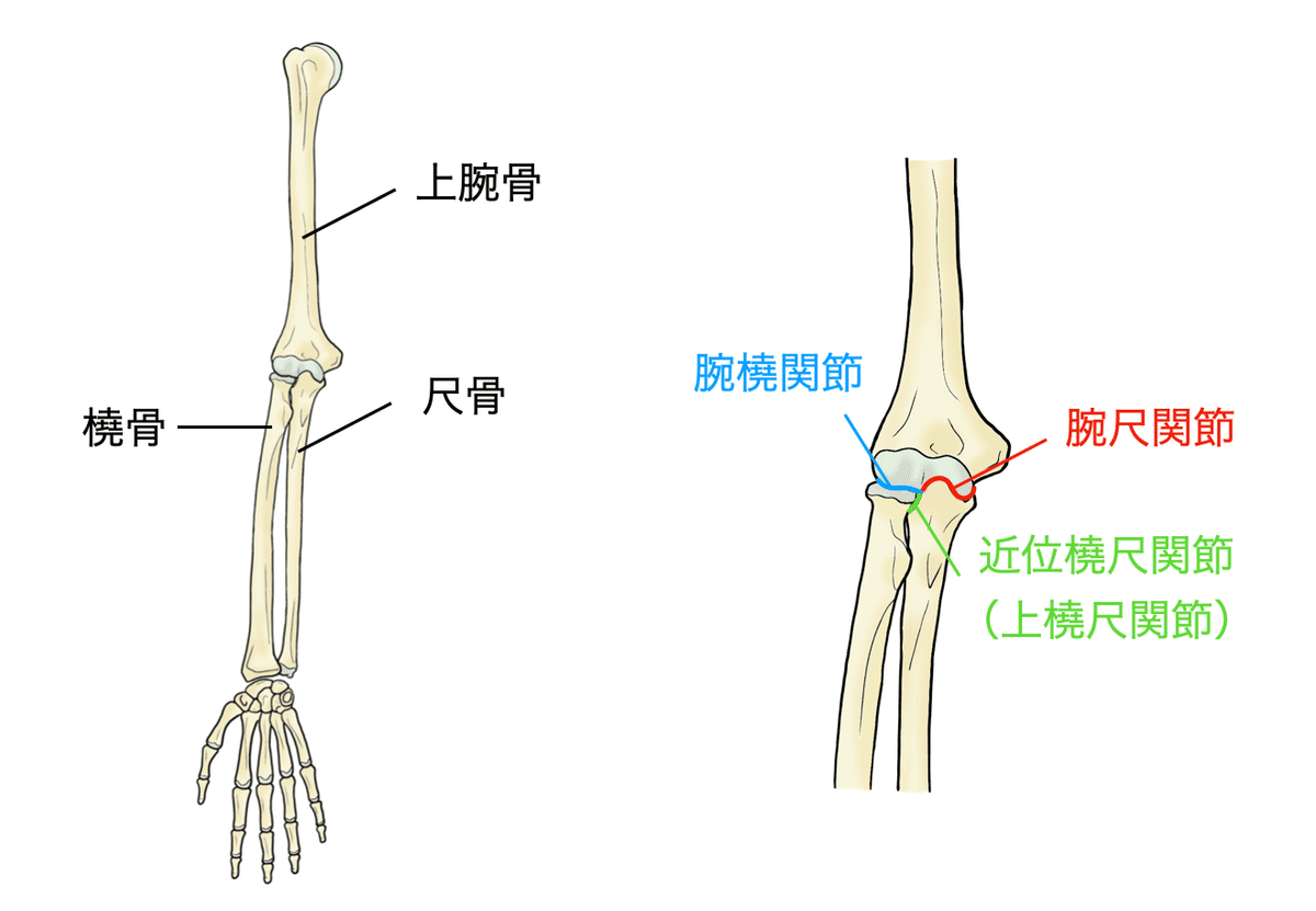 肘関節理学療法マネジメント | 坂田 淳 |本 | 通販 | Amazon