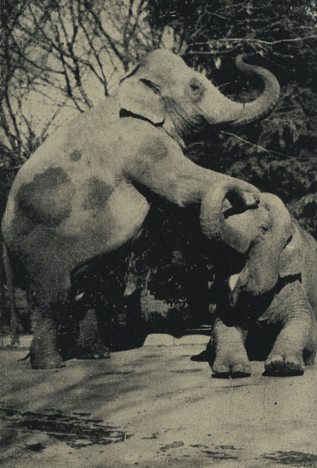 9．マカニーとエルド ―子どもたちに夢を与えたゾウたち―（名古屋市