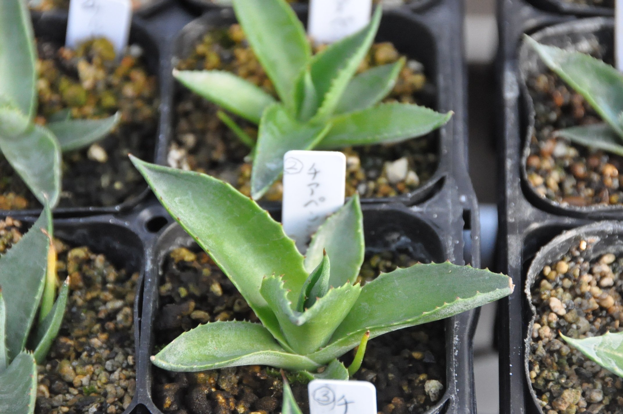 アガベ 詳細案内 4（チアペンシス）｜KKGREEN