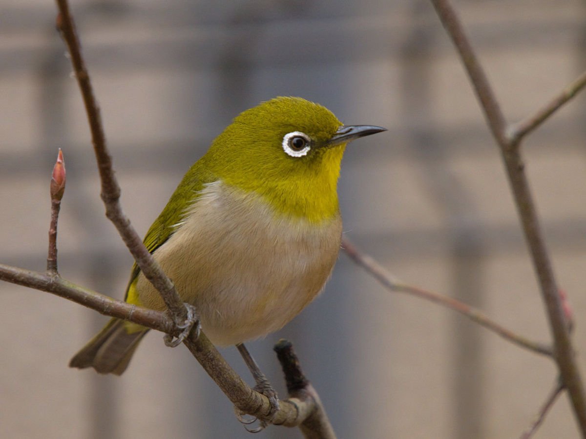 わたしの癒し。メジロが好きで、さえずりを聴き分けられるようになった