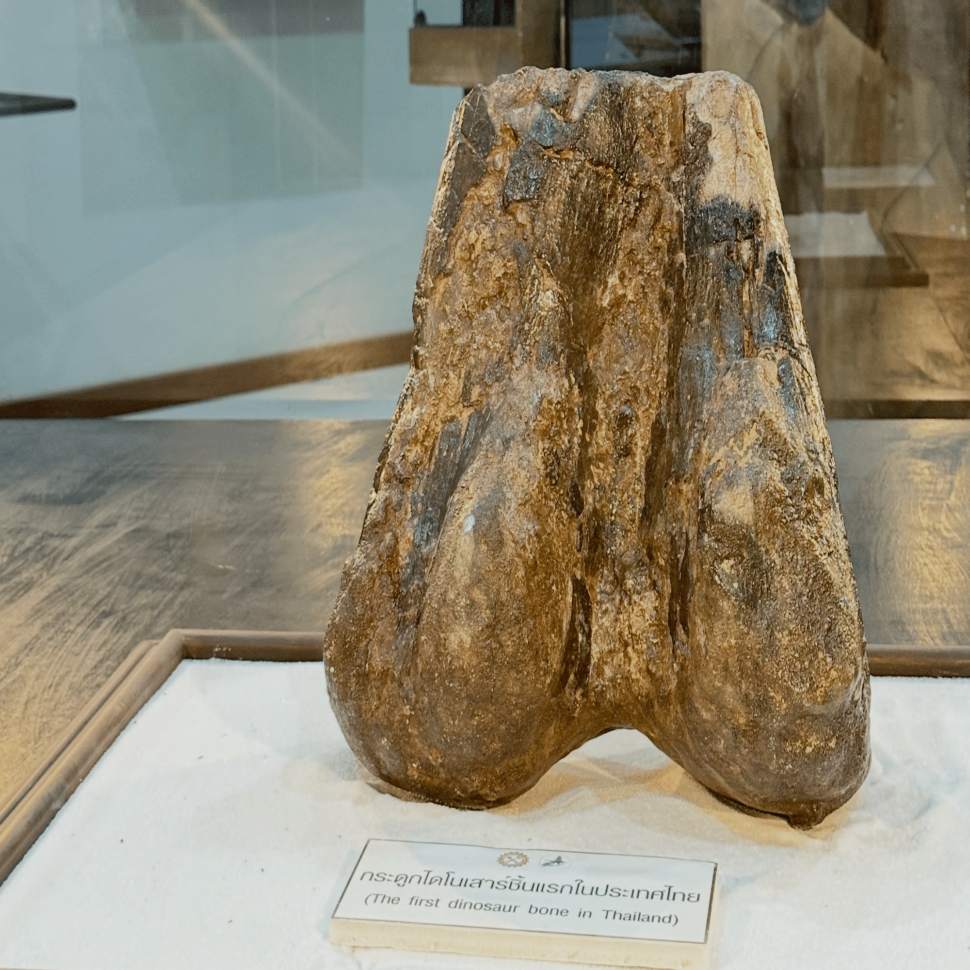 タイ🇹🇭ツアー】夢と冒険の詰まった“ダイナソーアドベンチャーツアー