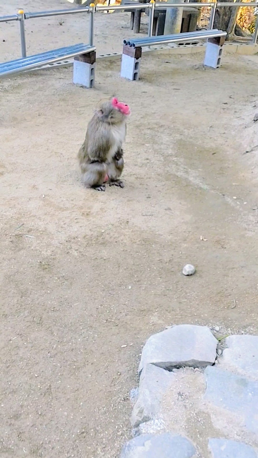 後編】サル達の恋模様に驚き！2025年✨見えてきた新たな発見！ビッグの