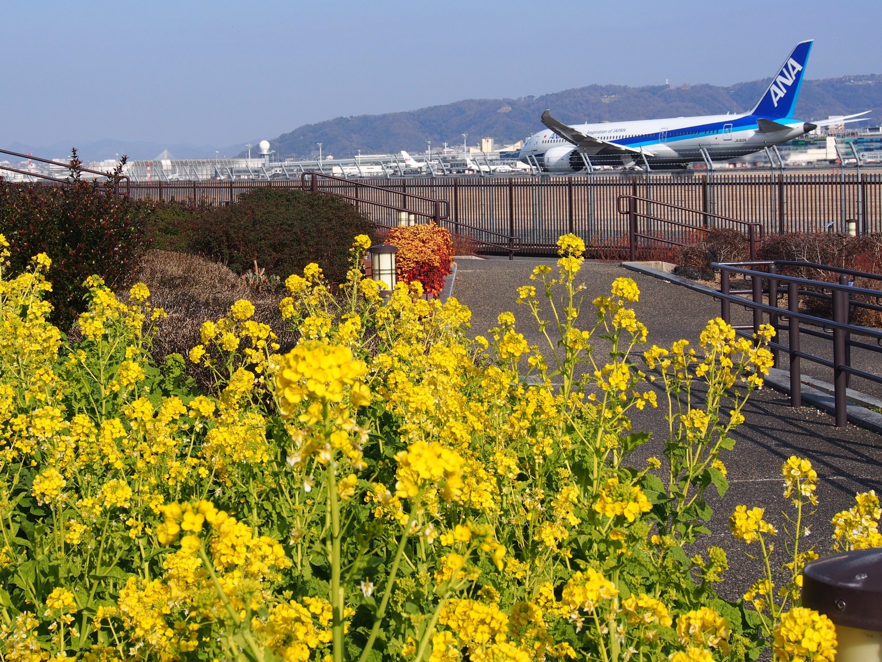 伊丹スカイパーク2025年1月14日【菜の花】｜レタス
